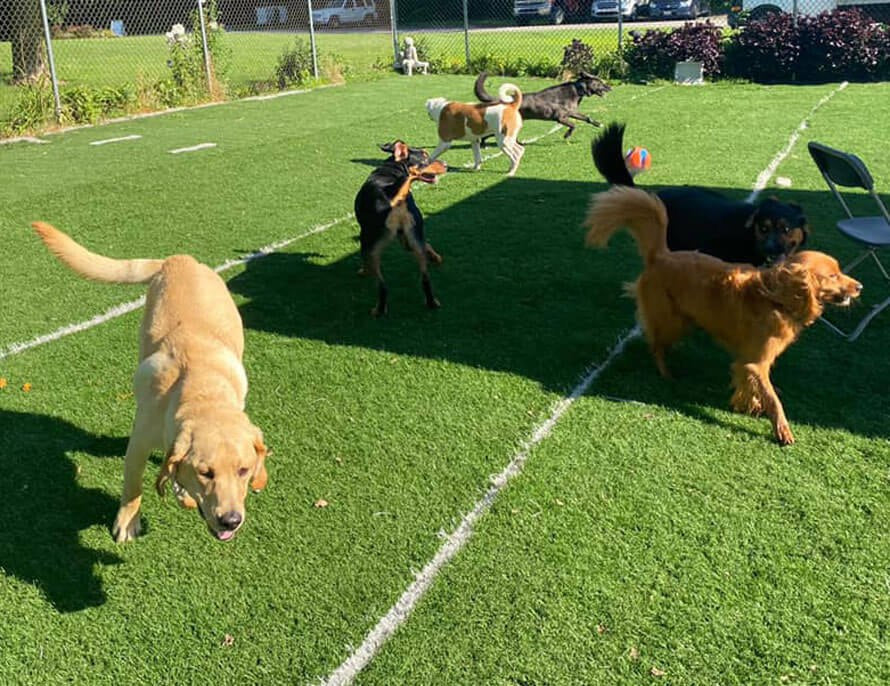 Pet Friendly Artificial Green Grass Turf (BAG4018)